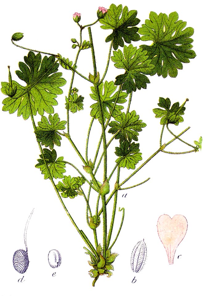 Geranium molle Sturm4