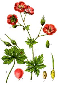Geranium phaeum Sturm1