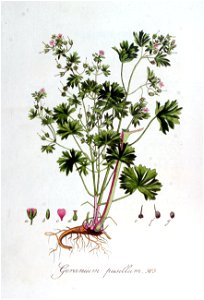 Geranium pusillum — Flora Batava — Volume v7