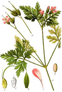 Geranium robertianum Sturm7