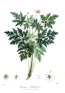 GeraniumLindleyanumRoyle