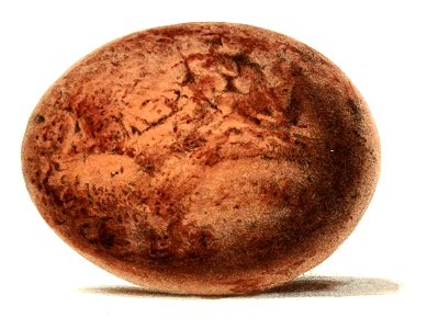 Geranoaetus polyosoma egg 1860