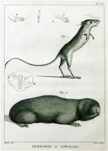 Gerboise et Aspalax - Olivier Guillaume Antoine - 1801