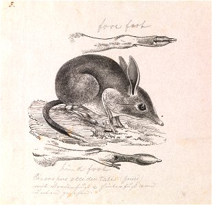 Gerard Krefft - Pig-footed Bandicoot, Chaeropus ecaudatus - Google Art Project