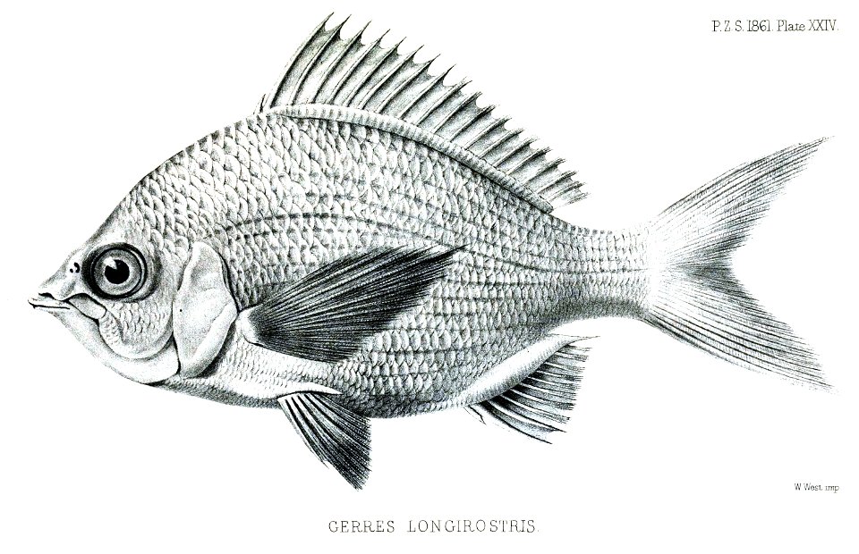 GerresLongirostrisFord