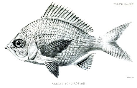 GerresLongirostrisFord