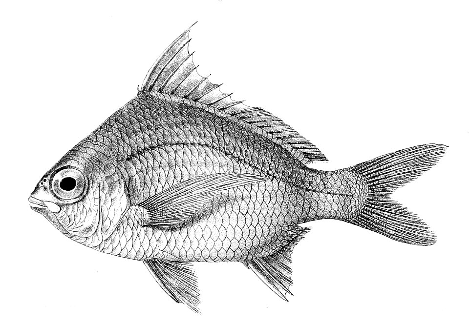 Gerres abbreviatus Ford 25