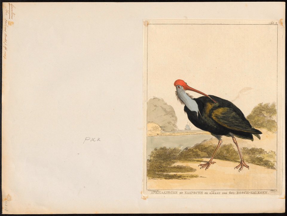 Geronticus calvus - 1700-1880 - Print - Iconographia Zoologica - Special Collections University of Amsterdam - UBA01 IZ17300151