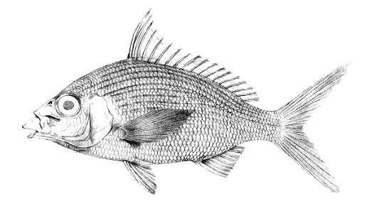 Gerres longirostris
