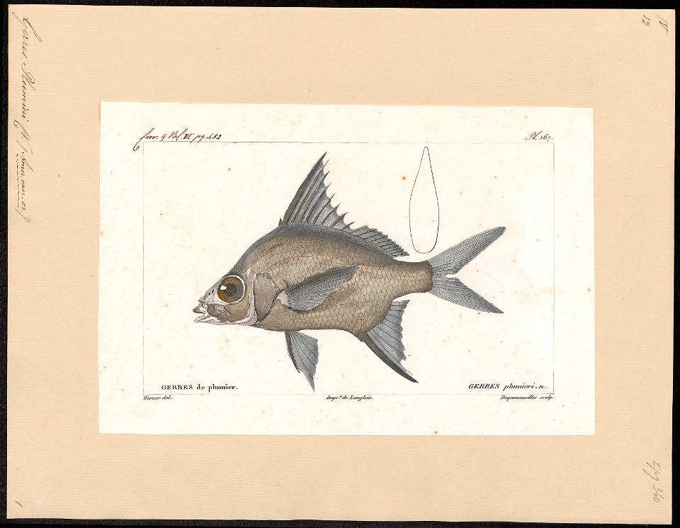 Gerres plumieri - 1828-1849 - Print - Iconographia Zoologica - Special Collections University of Amsterdam - UBA01 IZ13000201