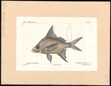 Gerres plumieri - 1828-1849 - Print - Iconographia Zoologica - Special Collections University of Amsterdam - UBA01 IZ13000201