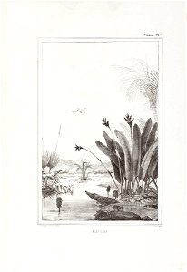 Eliconia (4), da Coleção Brasiliana Iconográfica