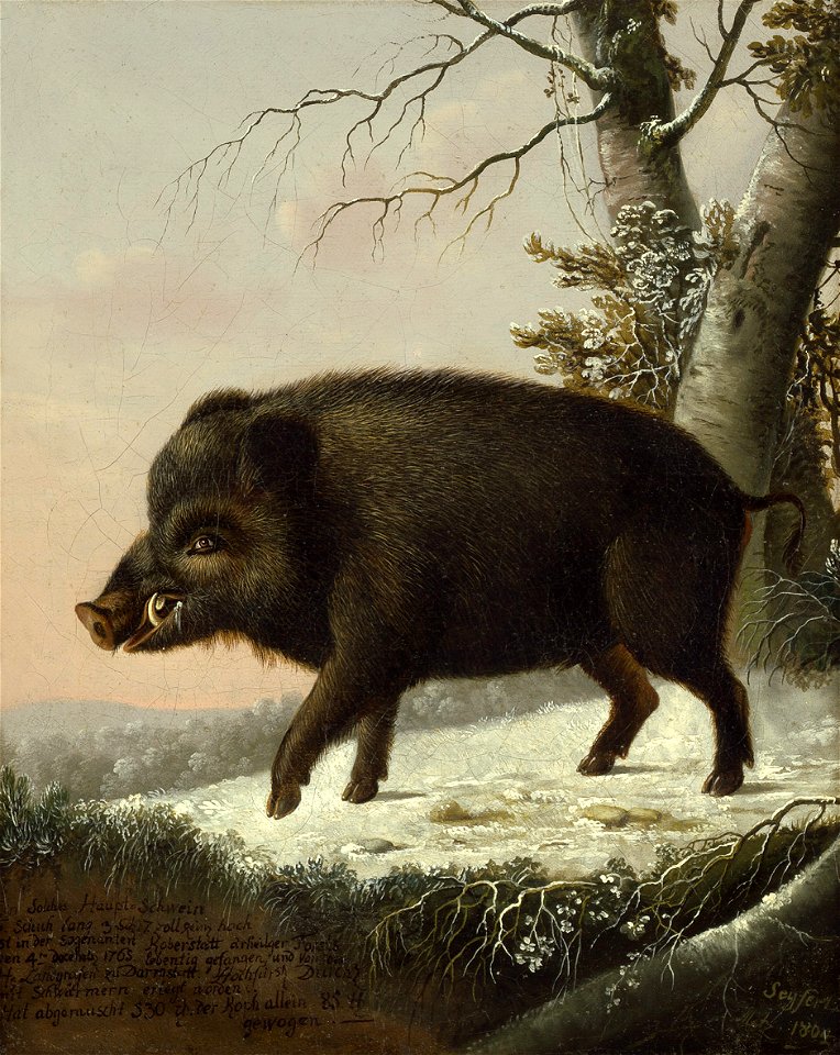 Eligius von Seyfert Ein Wildschwein im verschneiten Wald