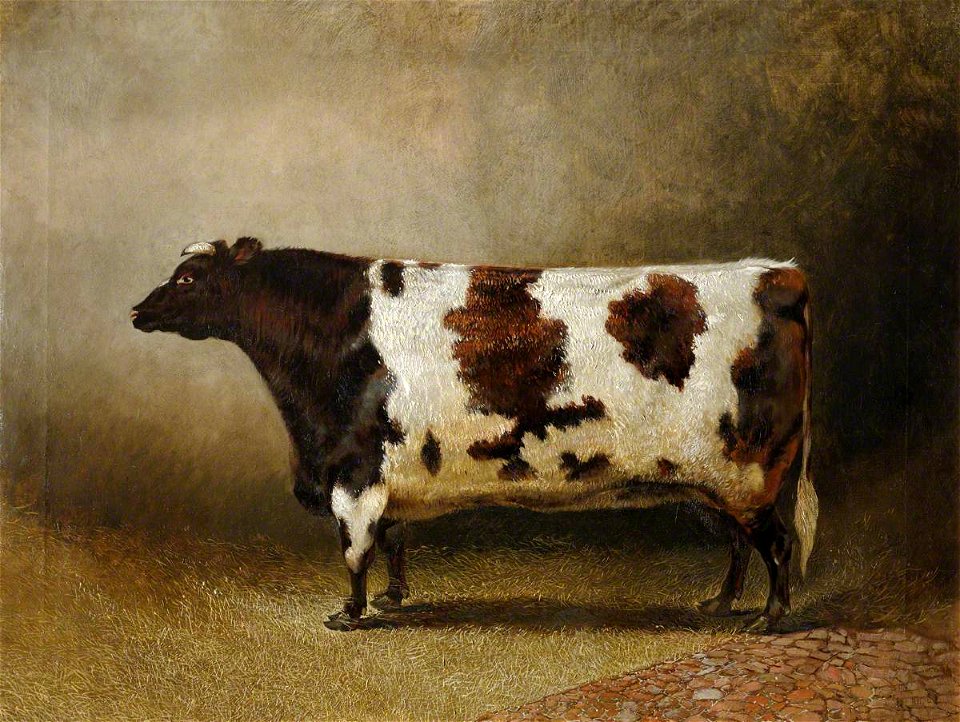 Eliot Thomas Yorke (1805-1885) - The Wimpole Heifer, 'Honeycomb' - 207916 - National Trust