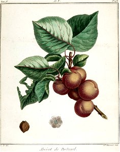 Elisabeth Haussard - Abricot de Portugal -Traité des arbres fruitiers- Duhamel du Monceau
