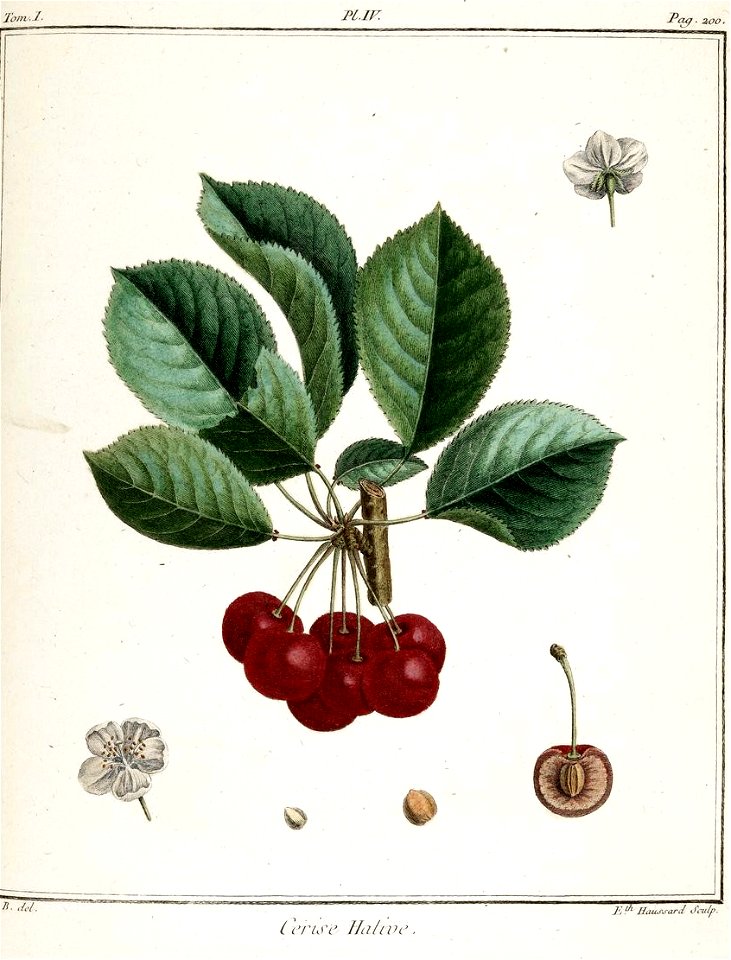 Elisabeth Haussard - Cerise hâtive -Traité des arbres fruitiers- Duhamel du Monceau