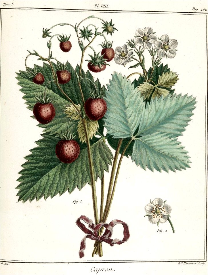 Elisabeth Haussard - Fraisier Capron -Traité des arbres fruitiers- Duhamel du Monceau