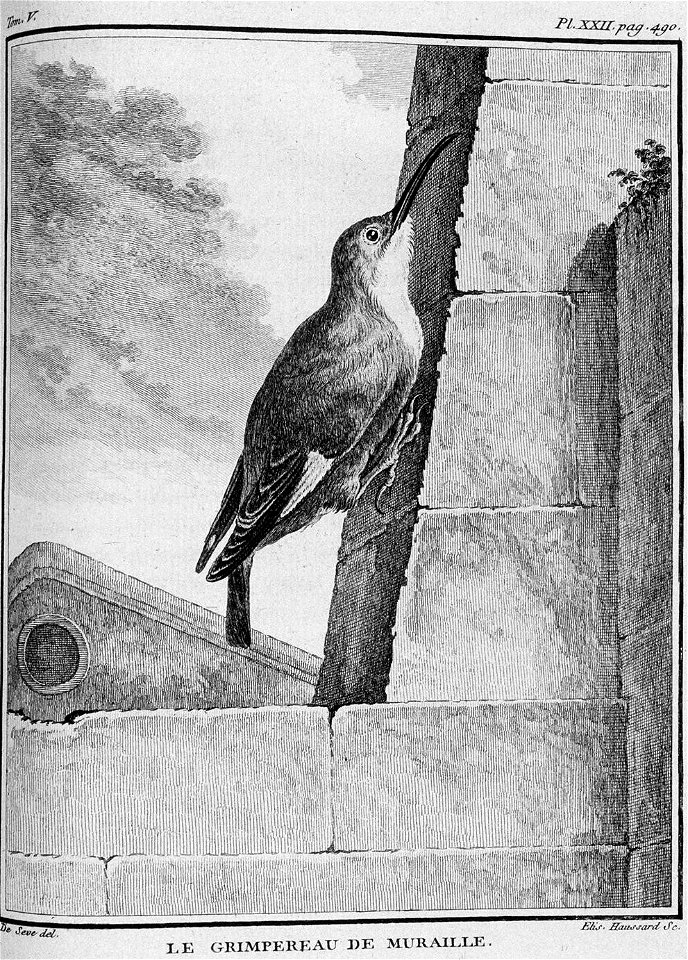 Elisabeth Haussard - Grimpereau de muraille - btv1b2300267f 24