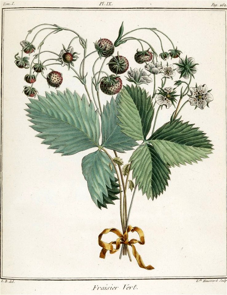 Elisabeth Haussard - Fraisier vert -Traité des arbres fruitiers- Duhamel du Monceau