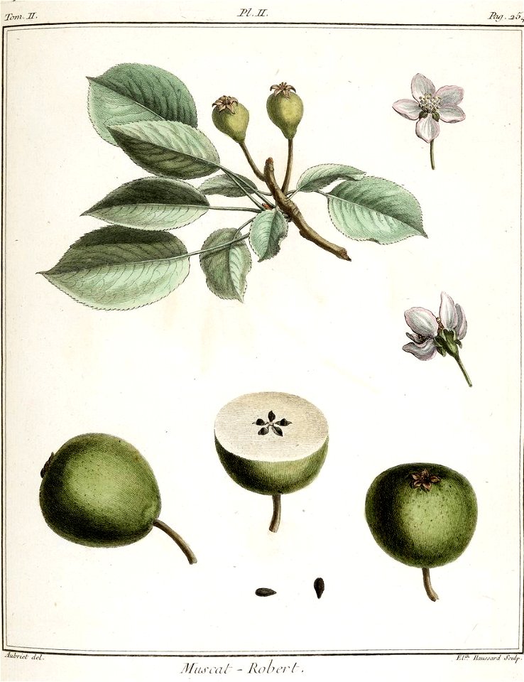 Elisabeth Haussard - Poirier muscat Robert -Traité des arbres fruitiers- Duhamel du Monceau