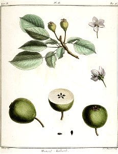 Elisabeth Haussard - Poirier muscat Robert -Traité des arbres fruitiers- Duhamel du Monceau