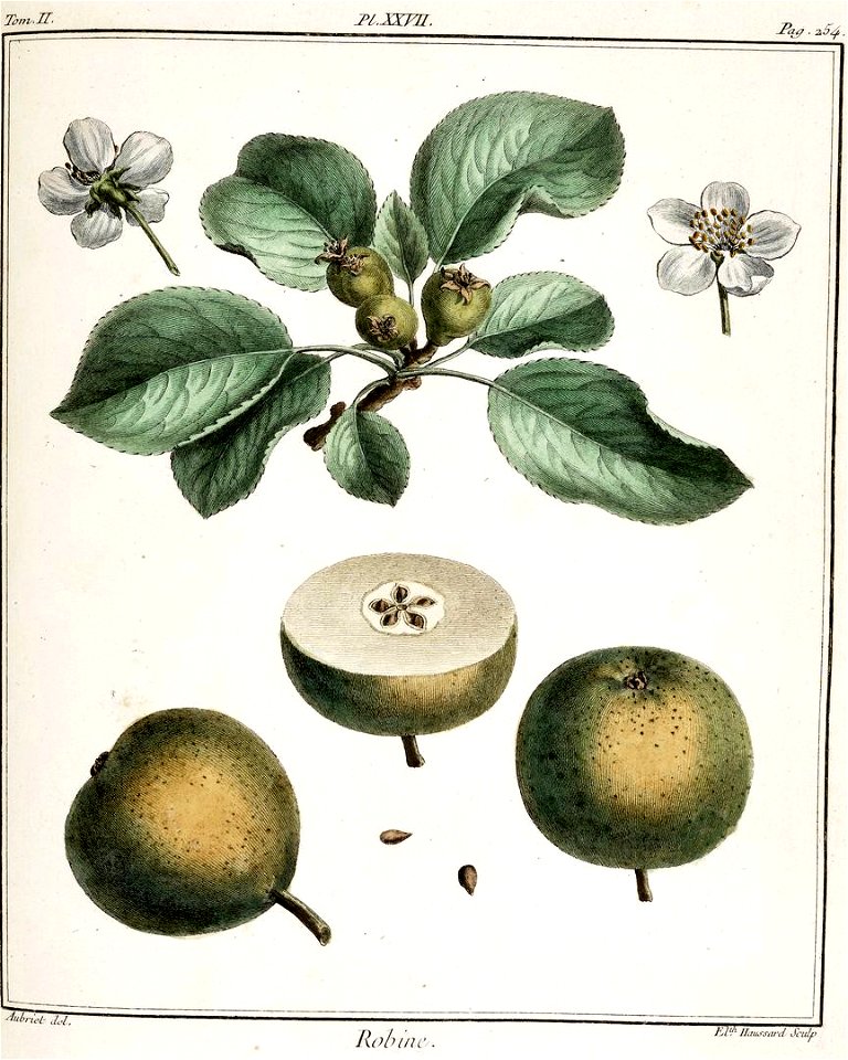 Elisabeth Haussard - Poire Robine -Traité des arbres fruitiers- Duhamel du Monceau