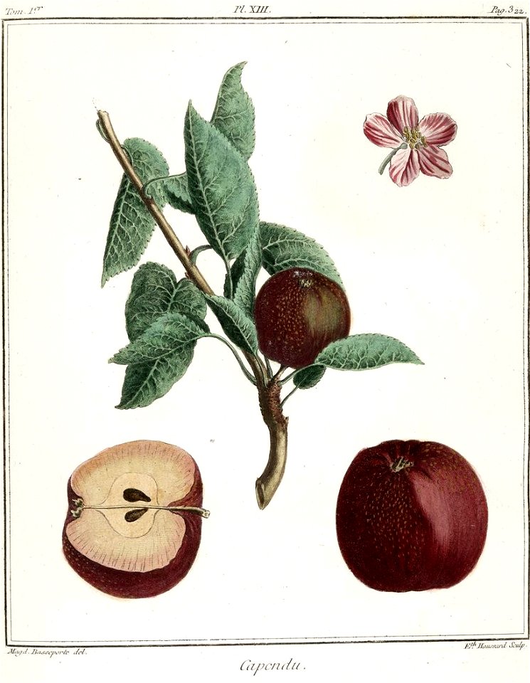 Elisabeth Haussard - Pomme Capendu -Traité des arbres fruitiers- Duhamel du Monceau