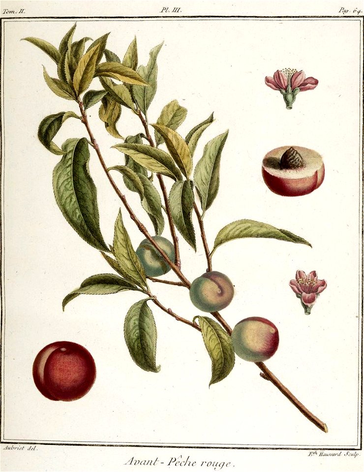 Elisabeth Haussard - Pêche rouge -Traité des arbres fruitiers- Duhamel du Monceau