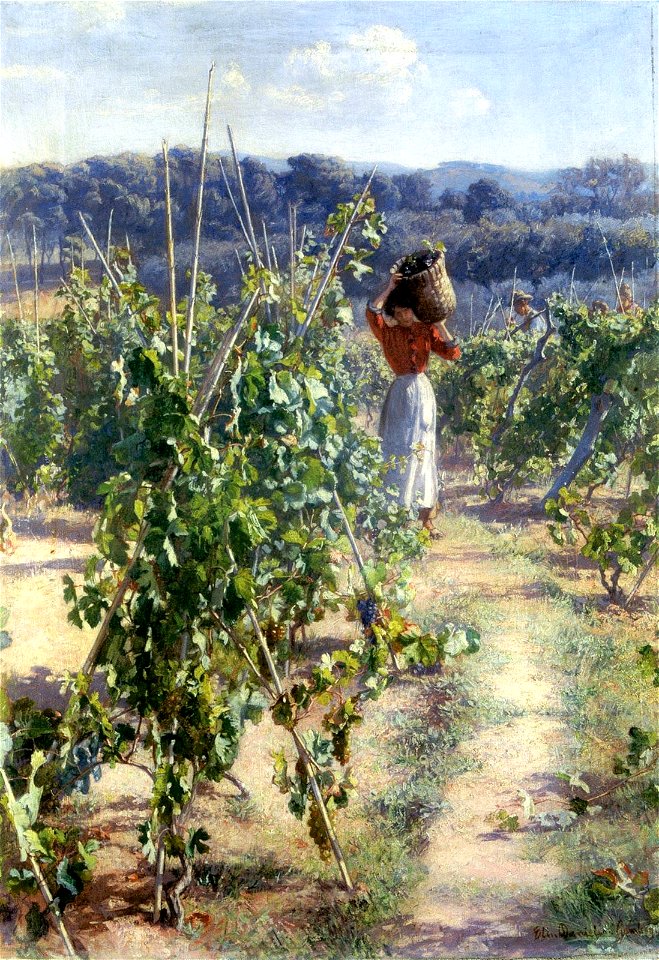Elin Danielson-Gambogi - Grape Harvesting