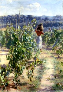 Elin Danielson-Gambogi - Grape Harvesting. Free illustration for personal and commercial use.