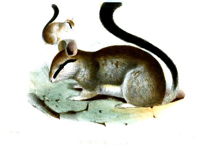 EliomysMelanurusSmit
