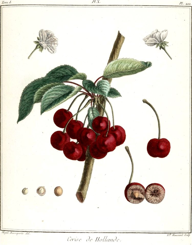 Elisabeth Haussard - Cerise de hollande -Traité des arbres fruitiers- Duhamel du Monceau
