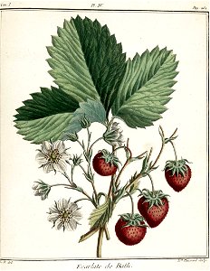 Elisabeth Haussard - Fraise écarlate de Bath -Traité des arbres fruitiers- Duhamel du Monceau