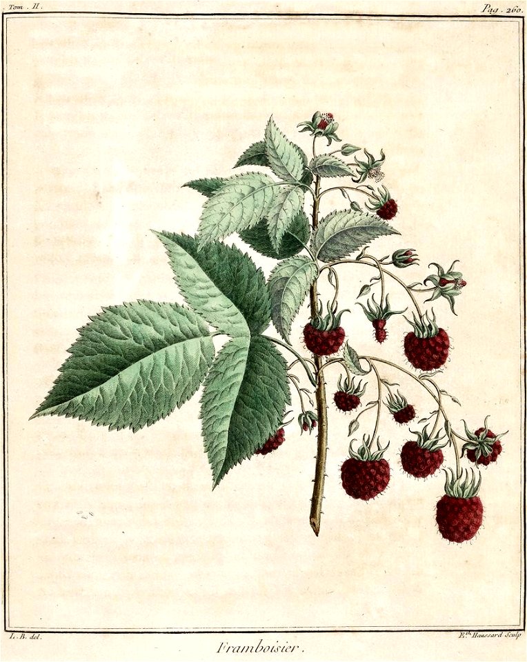 Elisabeth Haussard - Framboisier -Traité des arbres fruitiers- Duhamel du Monceau