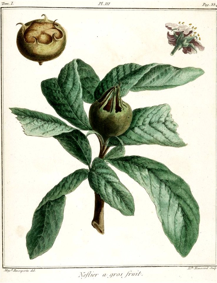 Elisabeth Haussard - Néflier à gros fruit -Traité des arbres fruitiers- Duhamel du Monceau