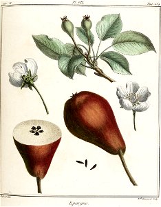 Elisabeth Haussard - Poire épargne-Traité des arbres fruitiers- Duhamel du Monceau