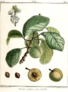 Elisabeth Haussard - Prunier à fleur semi-double -Traité des arbres fruitiers- Duhamel du Monceau