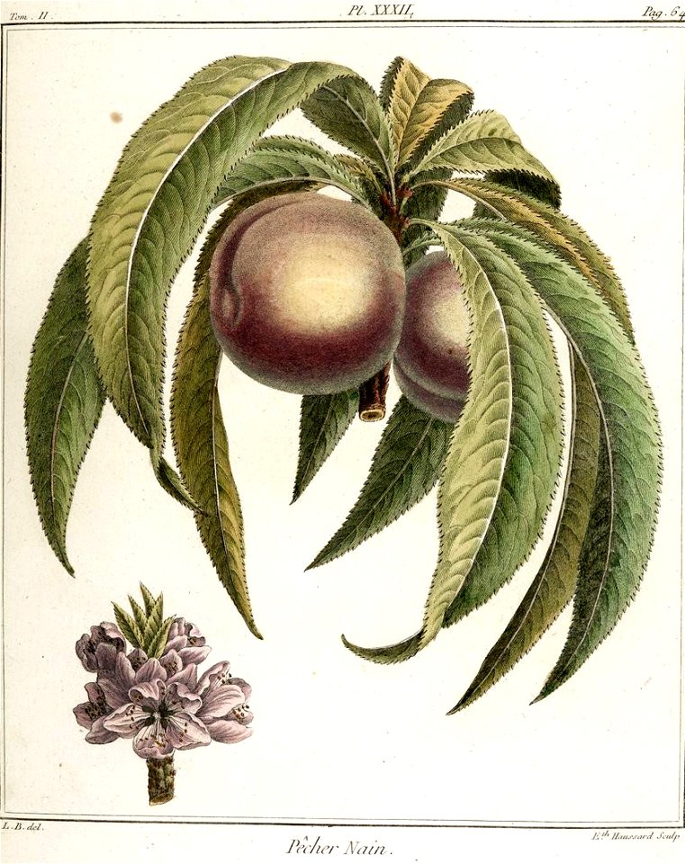 Elisabeth Haussard - Pêcher nain -Traité des arbres fruitiers- Duhamel du Monceau