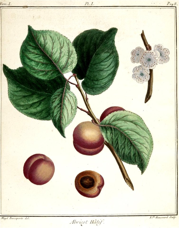 Elisabeth Haussard - Abricot hâtif -Traité des arbres fruitiers- Duhamel du Monceau