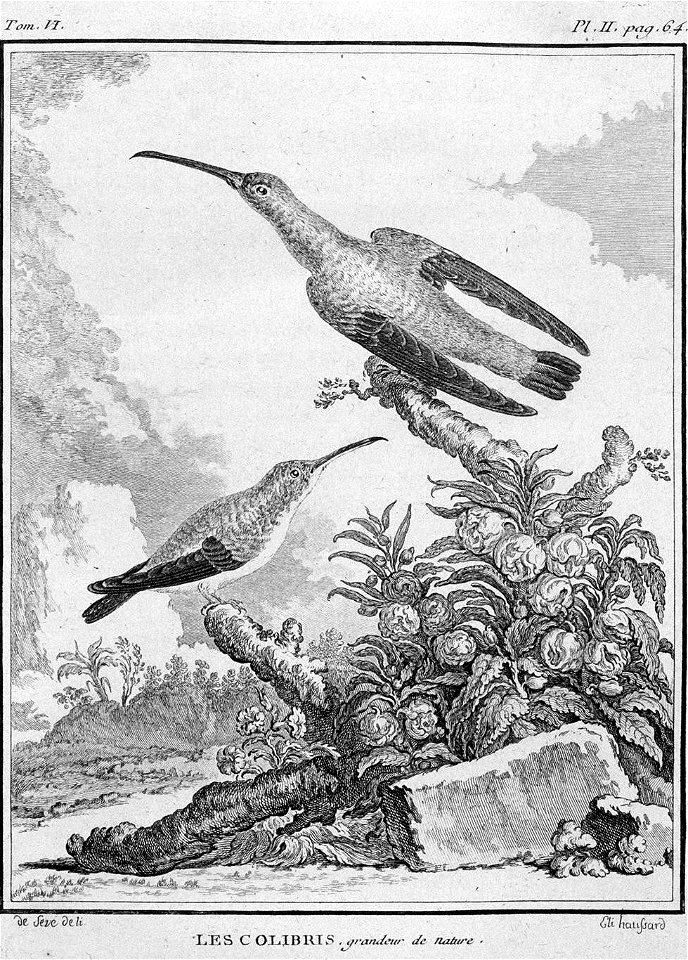 Elisabeth Haussard - Colibris - btv1b2300268v 4