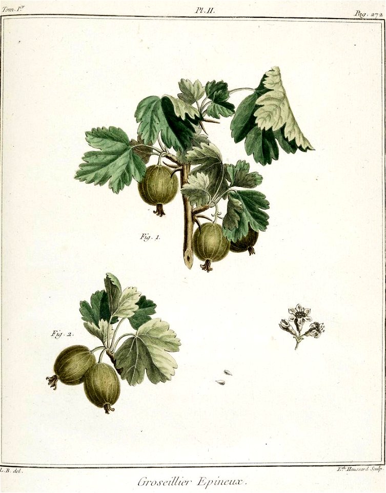 Elisabeth Haussard - Groseillier épineux -Traité des arbres fruitiers- Duhamel du Monceau