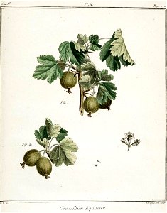 Elisabeth Haussard - Groseillier épineux -Traité des arbres fruitiers- Duhamel du Monceau