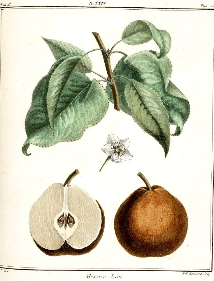 Elisabeth Haussard - Poire mésire-jean -Traité des arbres fruitiers- Duhamel du Monceau