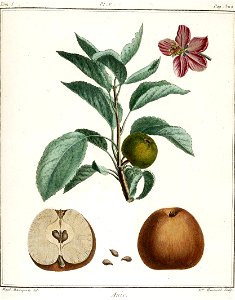 Elisabeth Haussard - Pomme anis -Traité des arbres fruitiers- Duhamel du Monceau