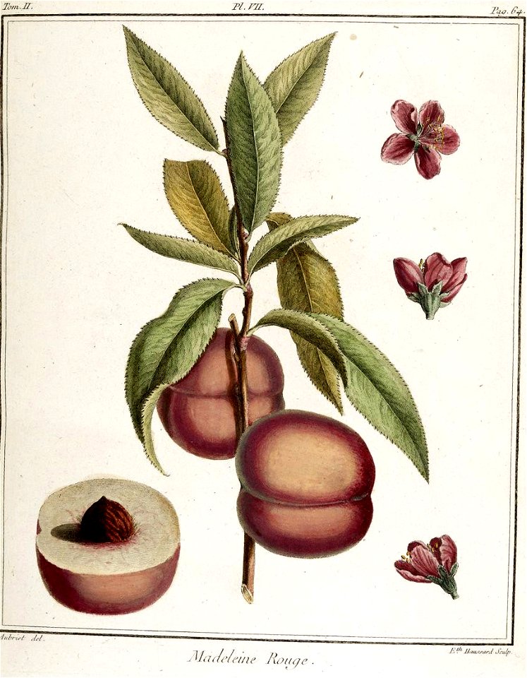 Elisabeth Haussard - Pêche Madeleine rouge -Traité des arbres fruitiers- Duhamel du Monceau