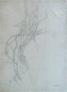 EliseuVisconti-D953-Galhos entrelaçados – Estudo
