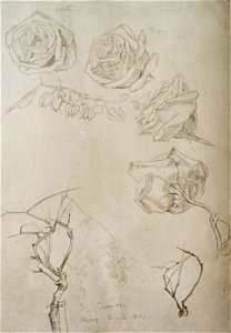 EliseuVisconti-D958-Rosas do meu jardim