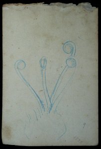 EliseuVisconti-D967V-Pistilos – Desmembrado de um caderno de anotações – verso da obra D967