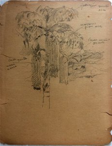 EliseuVisconti-D975-Palmeira (2)