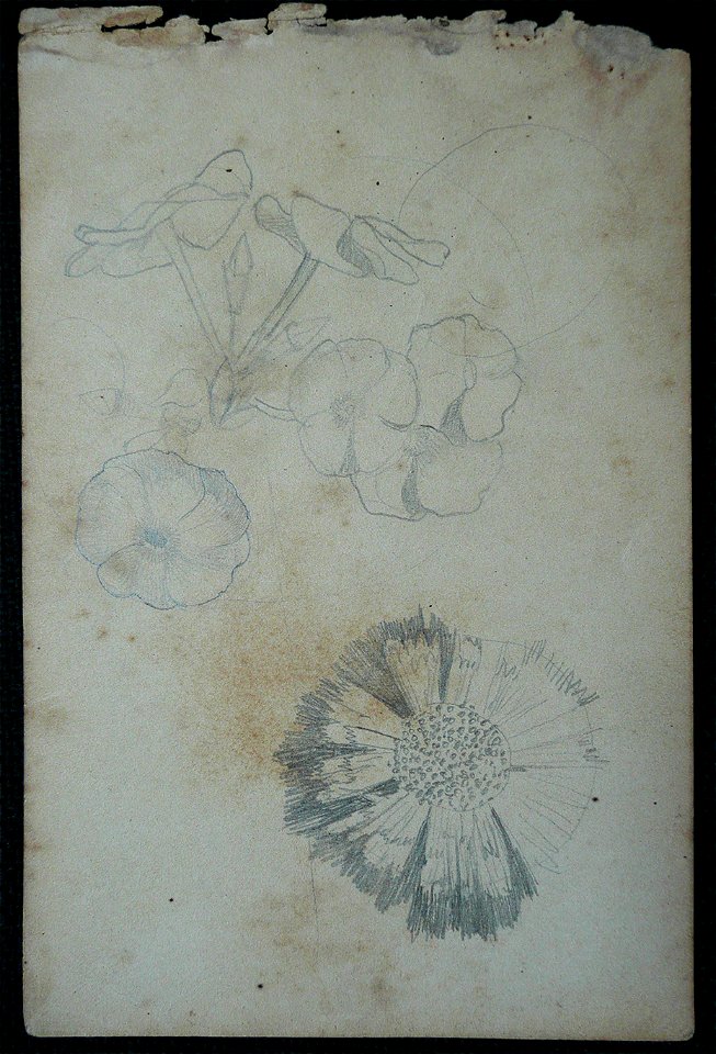 EliseuVisconti-D966-Flores – Desmembrado de um caderno de anotações (1)